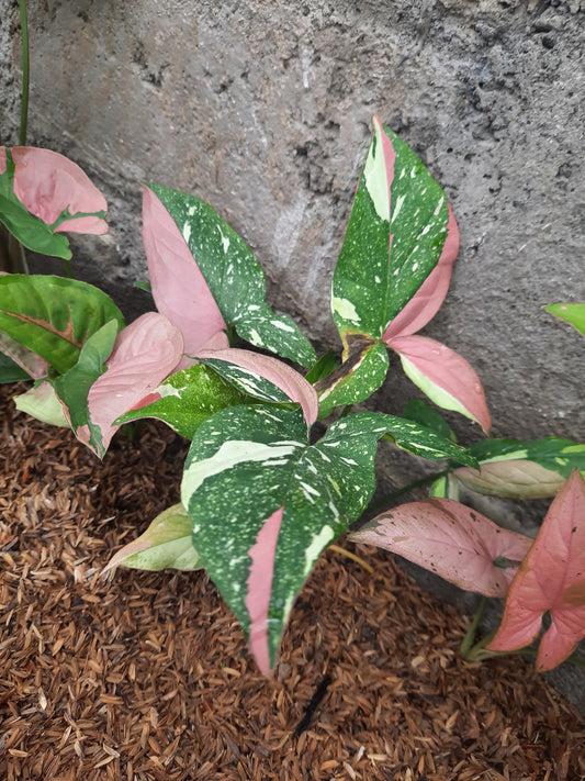 syngonium temperature and humidity problems