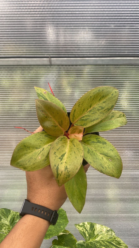Common Problems Growing Anthurium Seeds