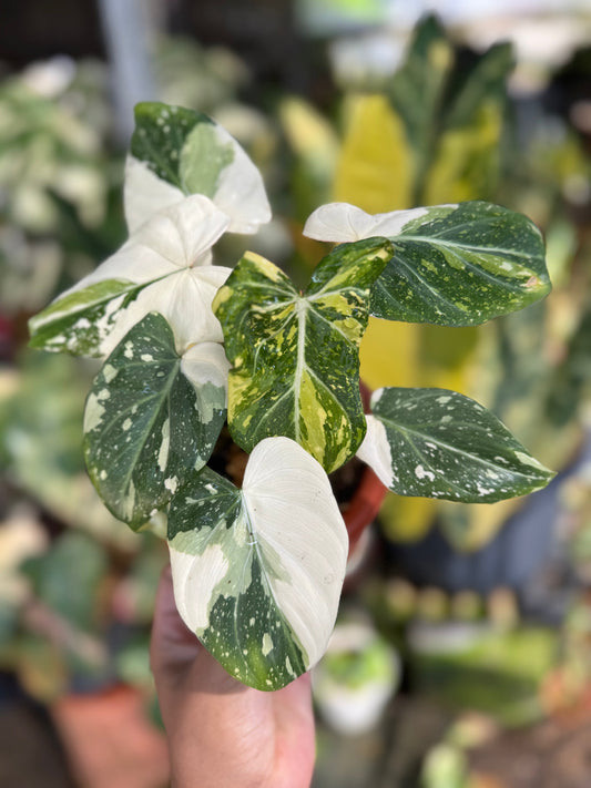 Philodendron Gloriosum Variegated with large, heart-shaped leaves featuring striking cream and white marbling over deep green foliage, with prominent pale veins and a velvety texture.