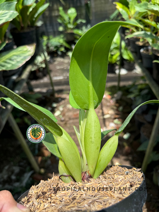 Philodendron martianum with thick green petioles beneath upright leaves