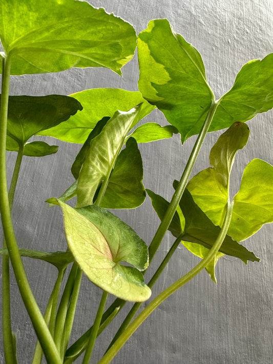 syngonium t24 round form