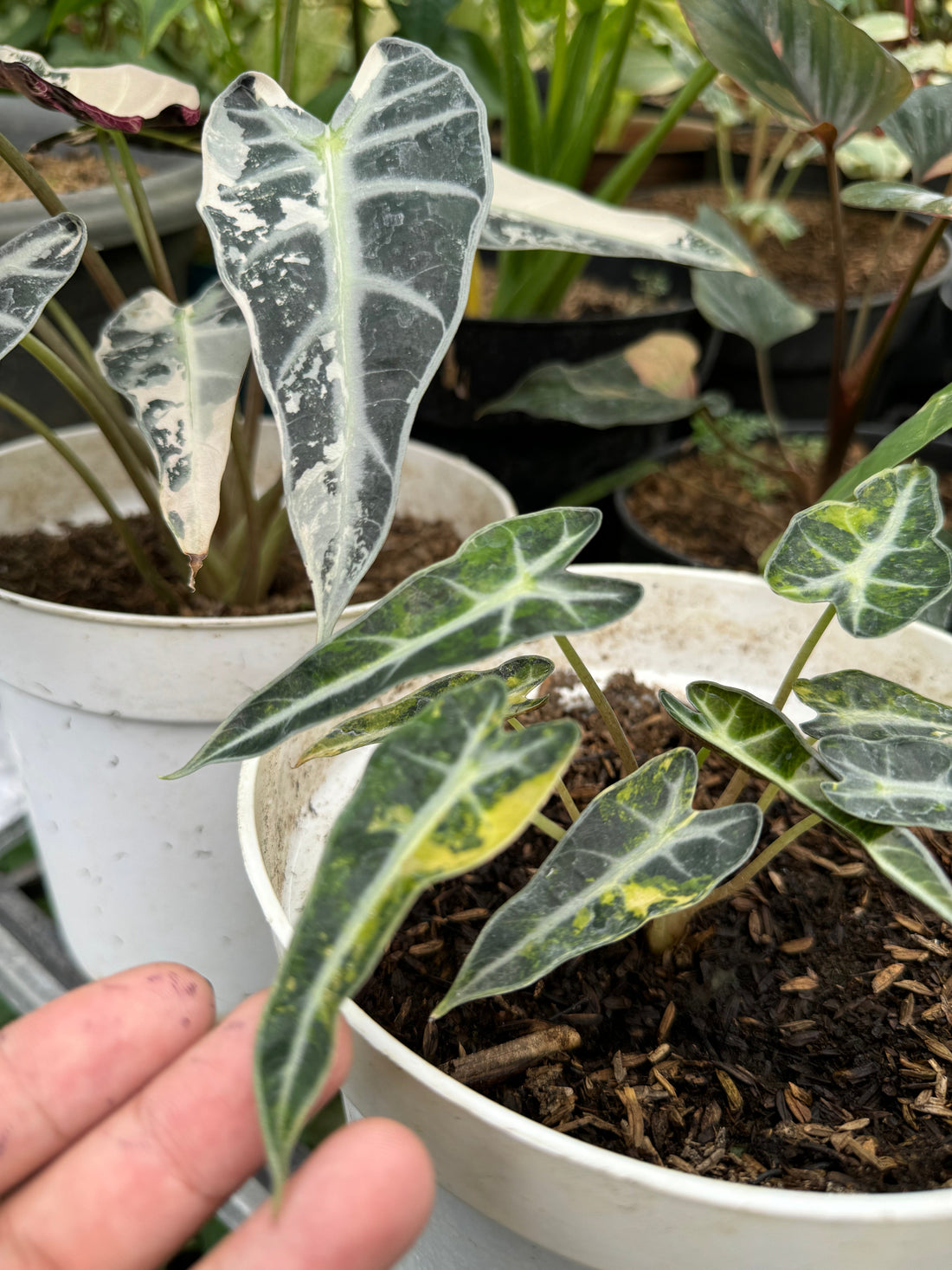 Variegated Alocasia bambino with arrow-shaped leaves featuring white and green patterns