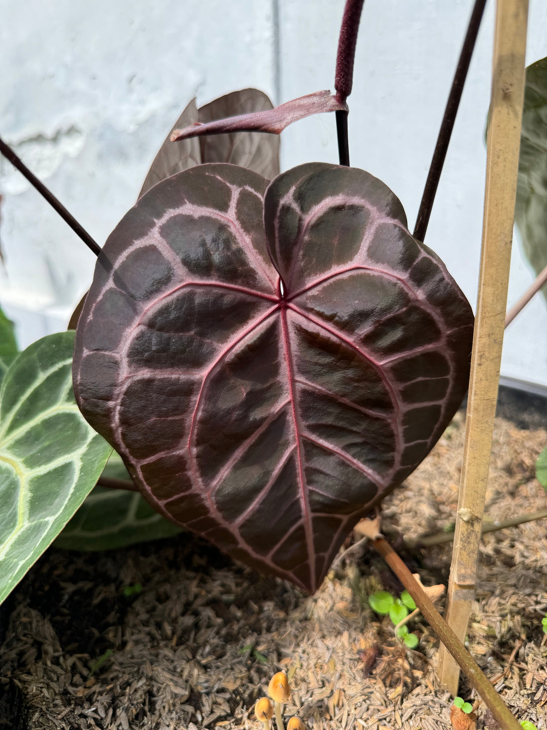 Anthurium plant with deep green leaves and striking dark red veins