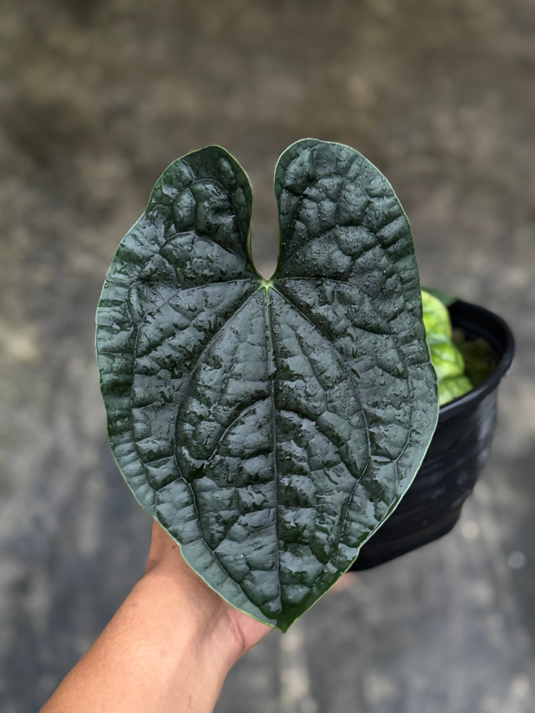 "Anthurium Luxurians with thick, deeply textured dark green leaves that have a quilted, almost leathery surface, giving a bold and luxurious tropical appearance."