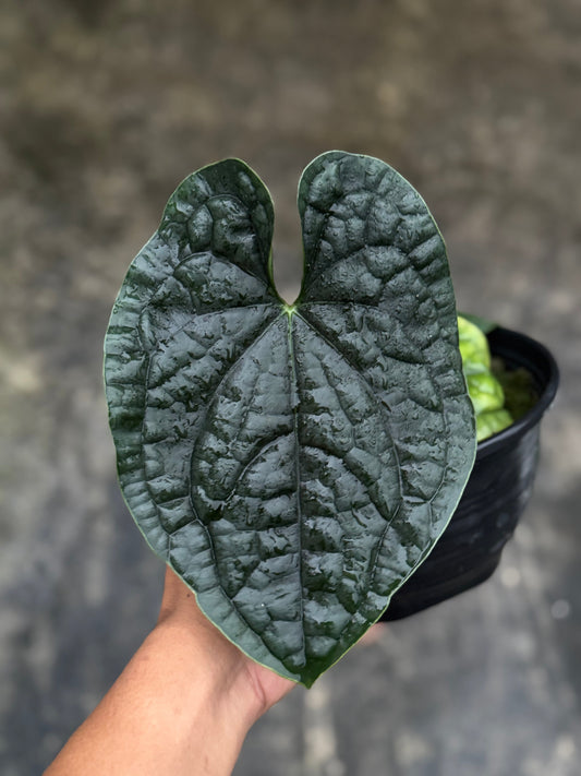 "Anthurium Luxurians with thick, deeply textured dark green leaves that have a quilted, almost leathery surface, giving a bold and luxurious tropical appearance."