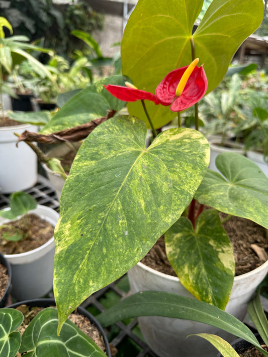 Variegated Anthurium with broad, heart-shaped leaves and striking white and green marbling