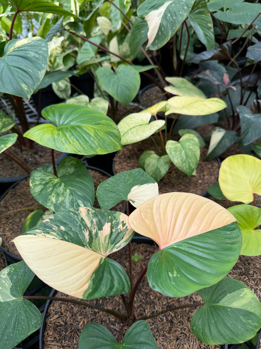 Variegated Homalomena with heart-shaped leaves and striking green and white patterns