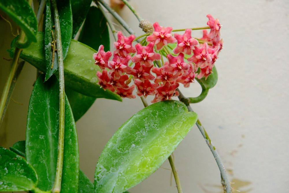 Red-pink Hoya flowers on a vine beside green leaves