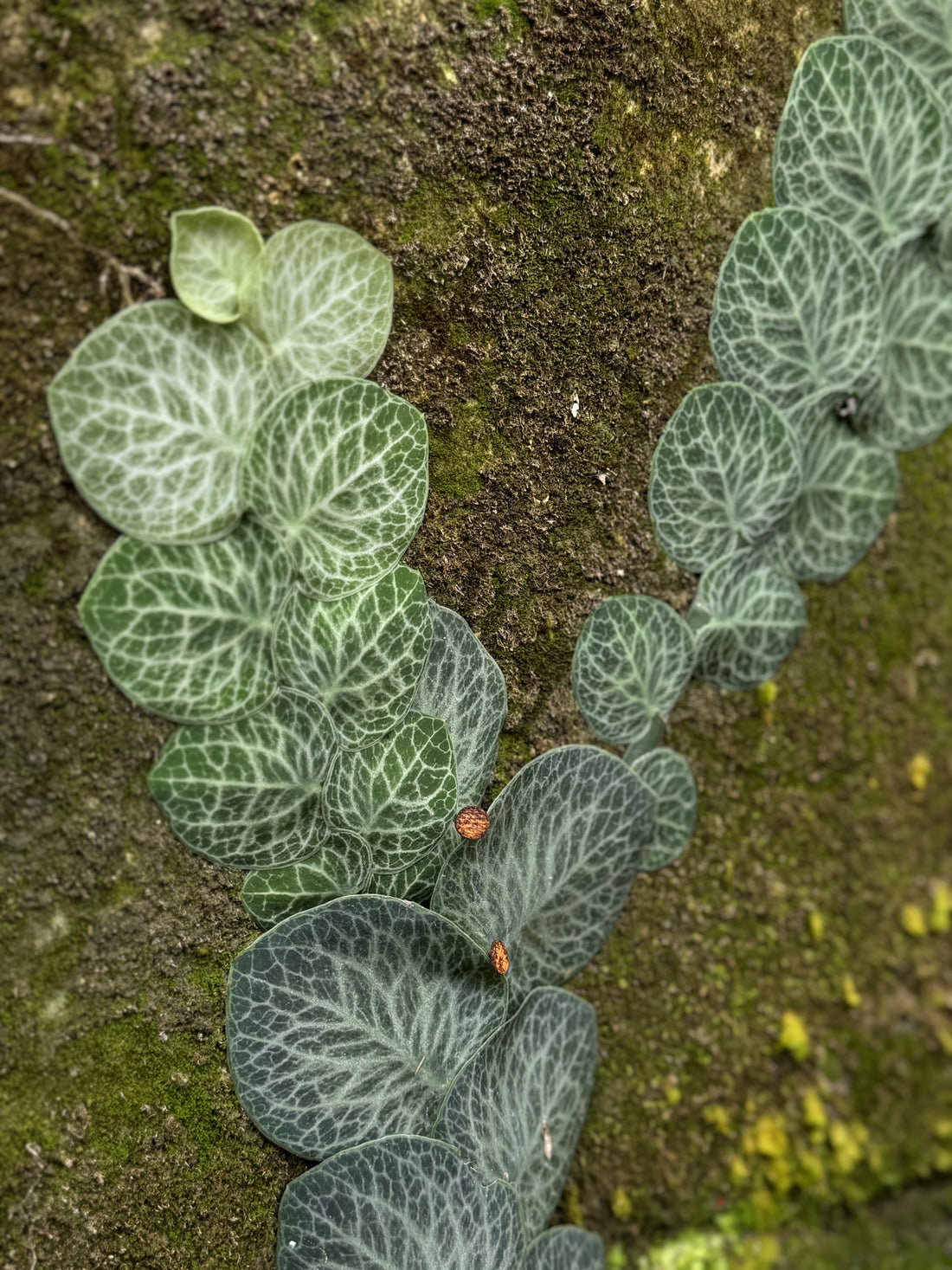 monstera dubia, monstera plants