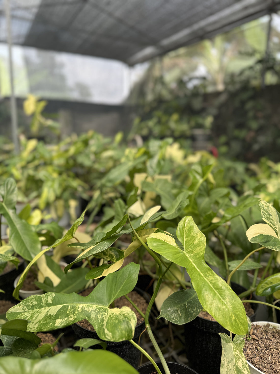 Hybrid Philodendron Florida Beauty x Paraiso Verde with uniquely variegated, lobed leaves