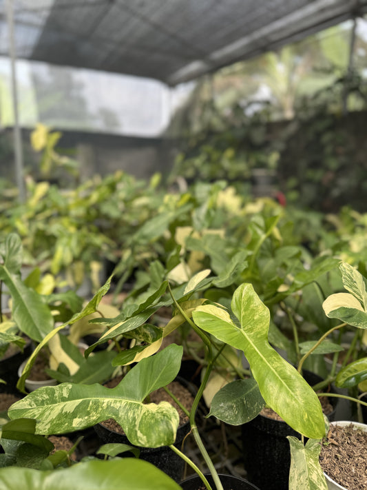 Hybrid Philodendron Florida Beauty x Paraiso Verde with uniquely variegated, lobed leaves