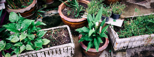 A selection of plants growing in individual containers
