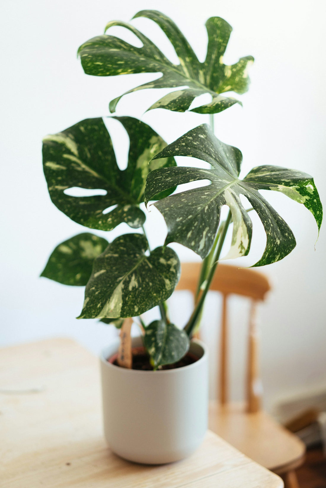 Potted Monstera deliciosa with mature deeply divided green leaves