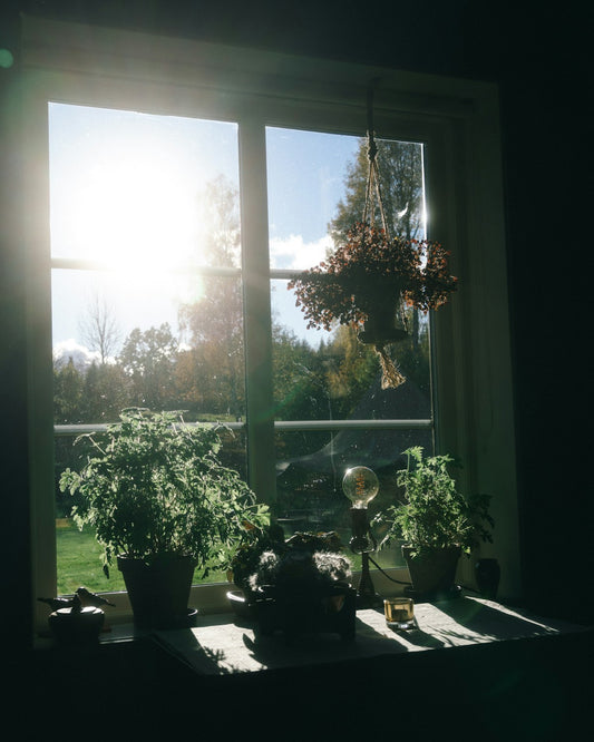 Houseplants receiving natural light beside a large window
