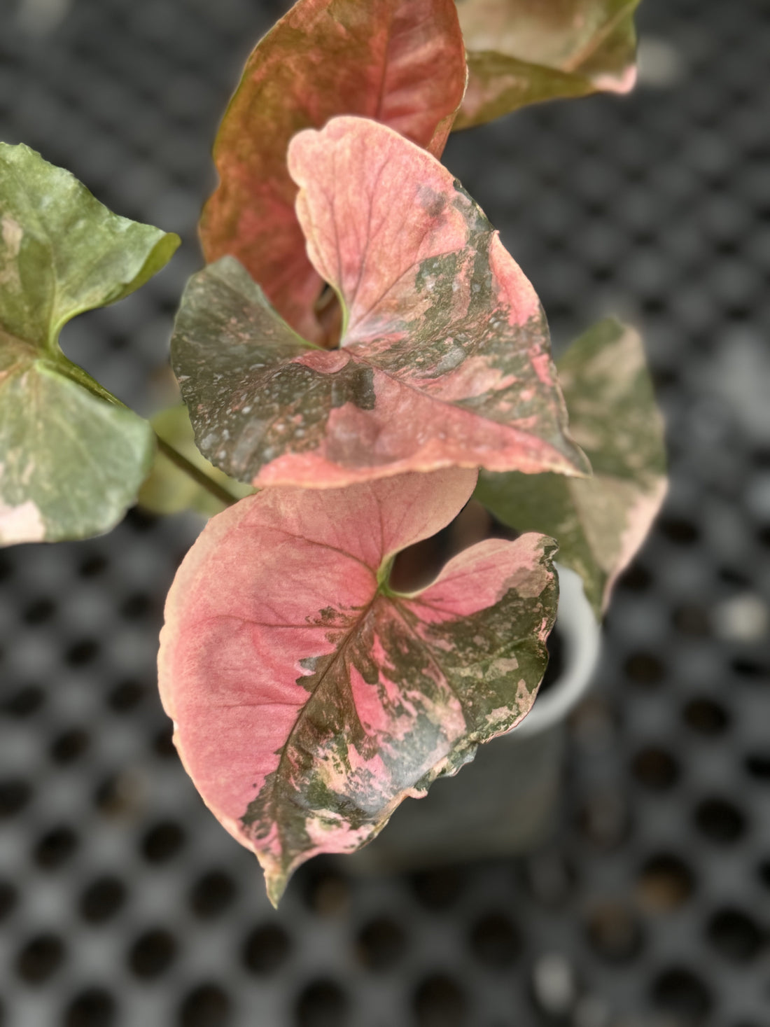 Variegated Syngonium foliage with pink and green leaves