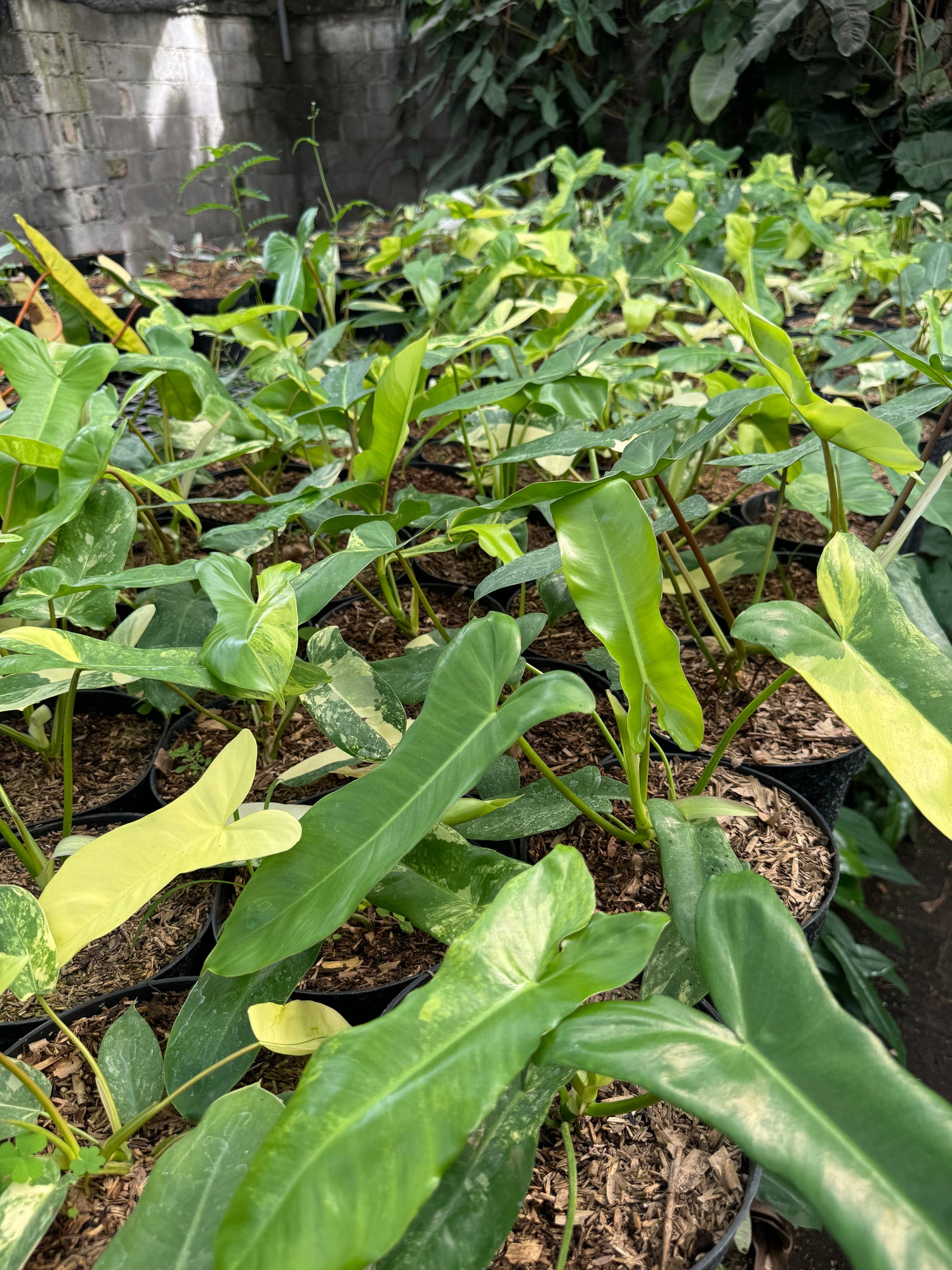 A healthy collection of young Philodendron hybrid plants with glossy green and variegated leaves, growing in black nursery pots filled with soil and mulch, thriving in a shaded garden environment.