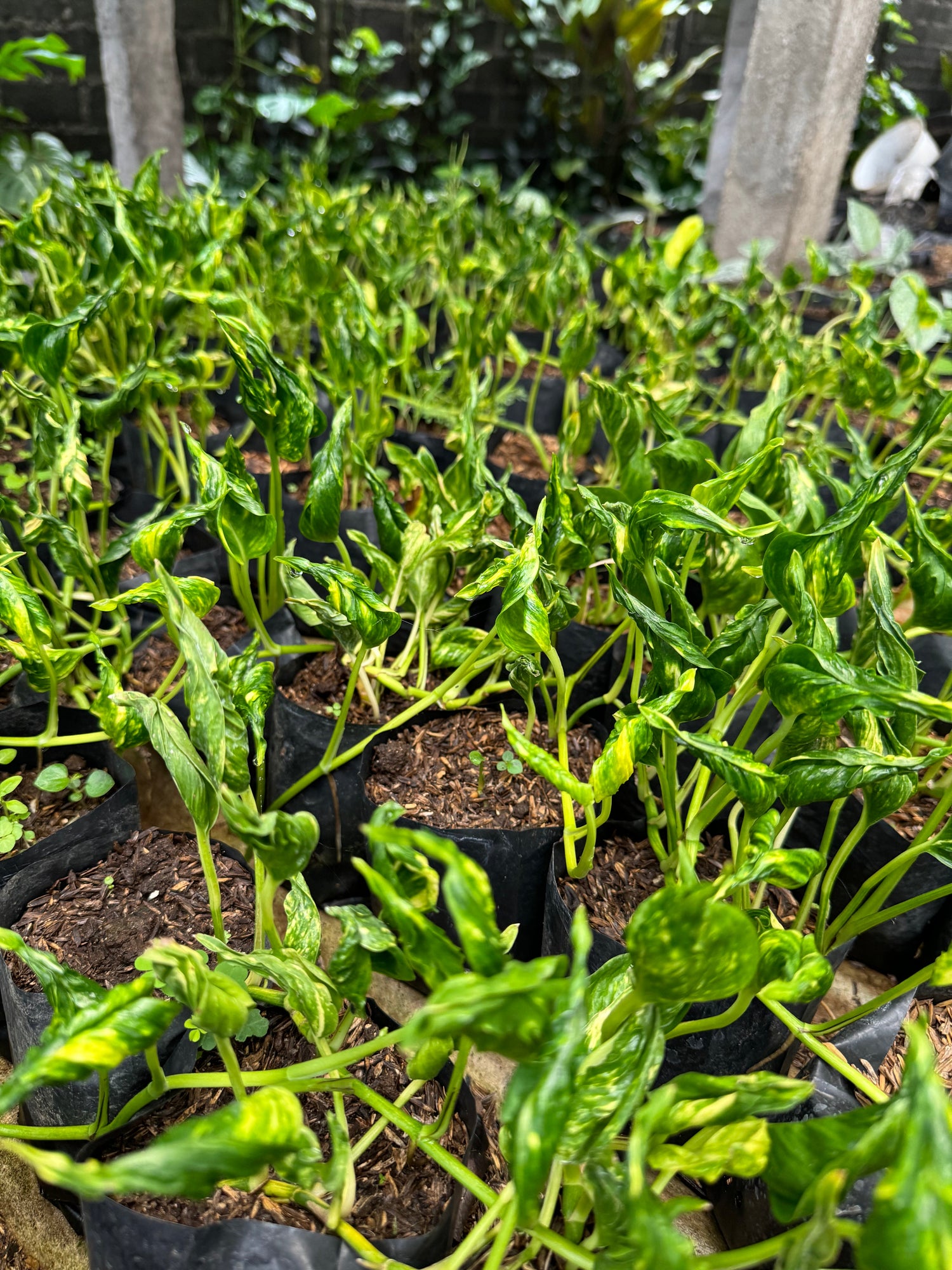 A dense cluster of young Epipremnum plants with vibrant green, slightly twisted leaves featuring subtle yellow variegation, growing in small black nursery bags filled with soil in a shaded garden setting.