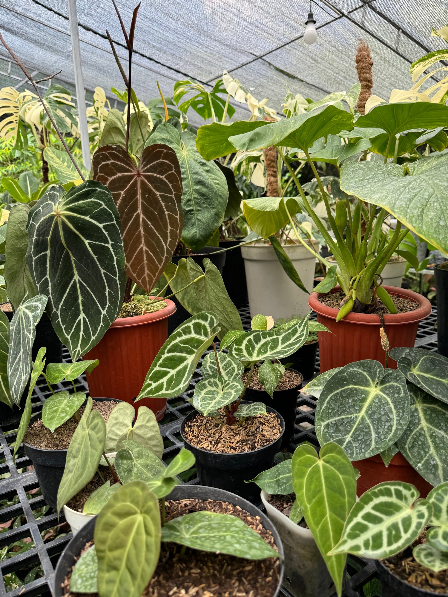 Greenhouse setting with a variety of Anthurium plants, including mature Anthurium Clarinervium and young plants in pots, showcasing velvety dark green leaves with prominent white veins, surrounded by other tropical foliage under shaded lighting.