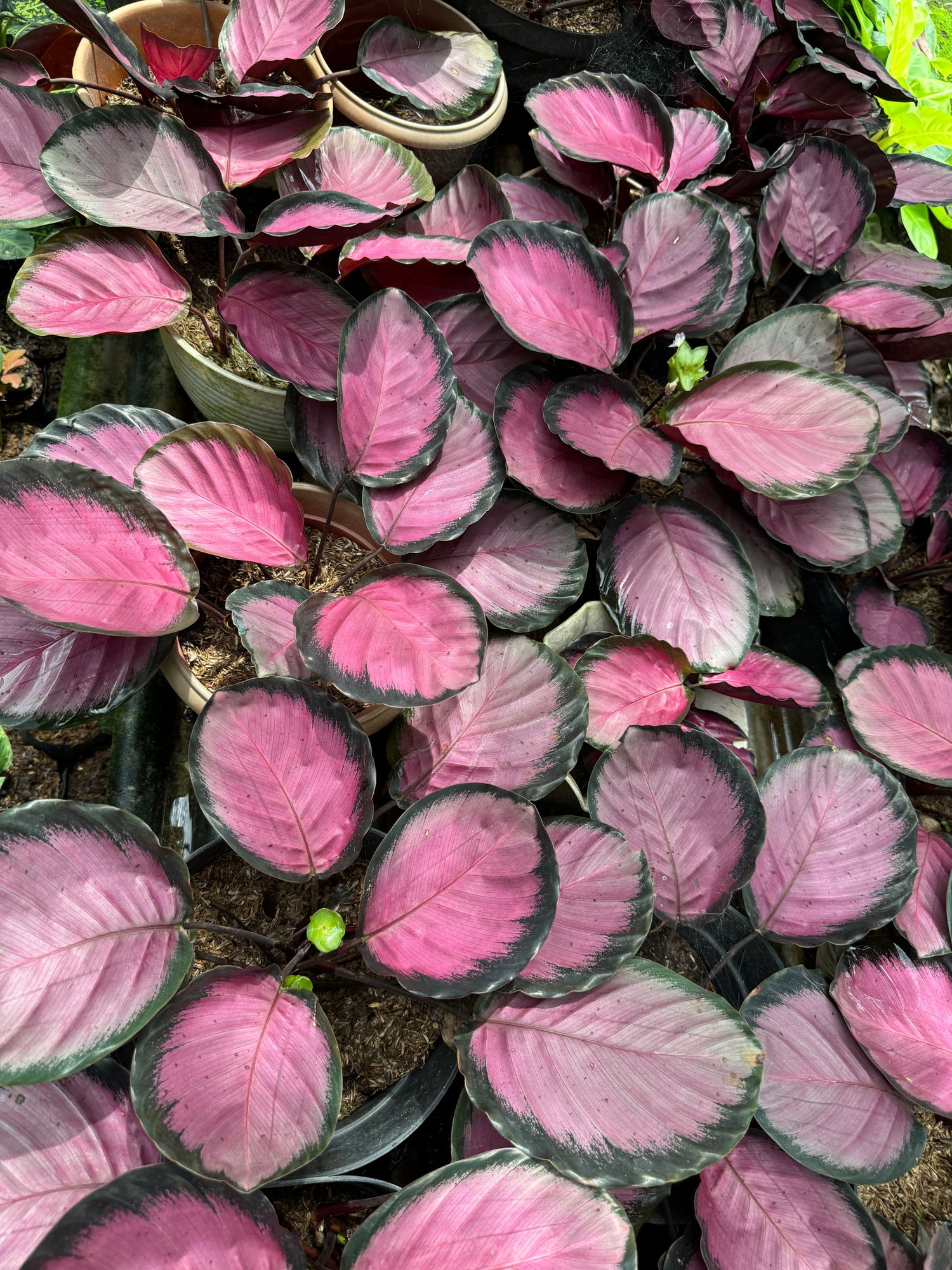 Close-up of a lush Calathea bush featuring vibrant pink and green leaves with intricate patterns, showcasing its tropical beauty and striking foliage.