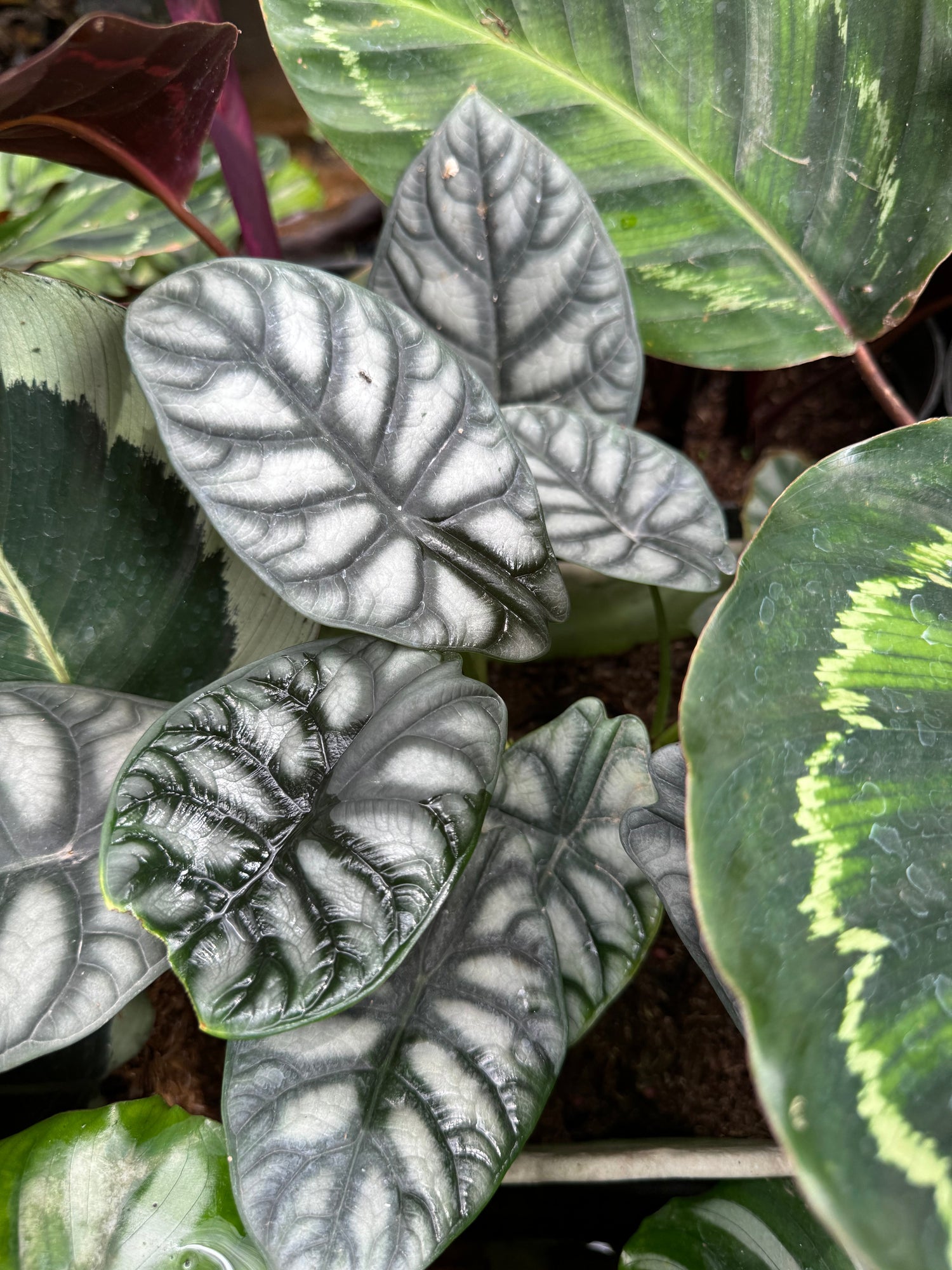 Close-up of an Alocasia Silver plant with metallic silvery-green leaves, bold veining, and a smooth texture, highlighting its elegant and exotic tropical appearance.