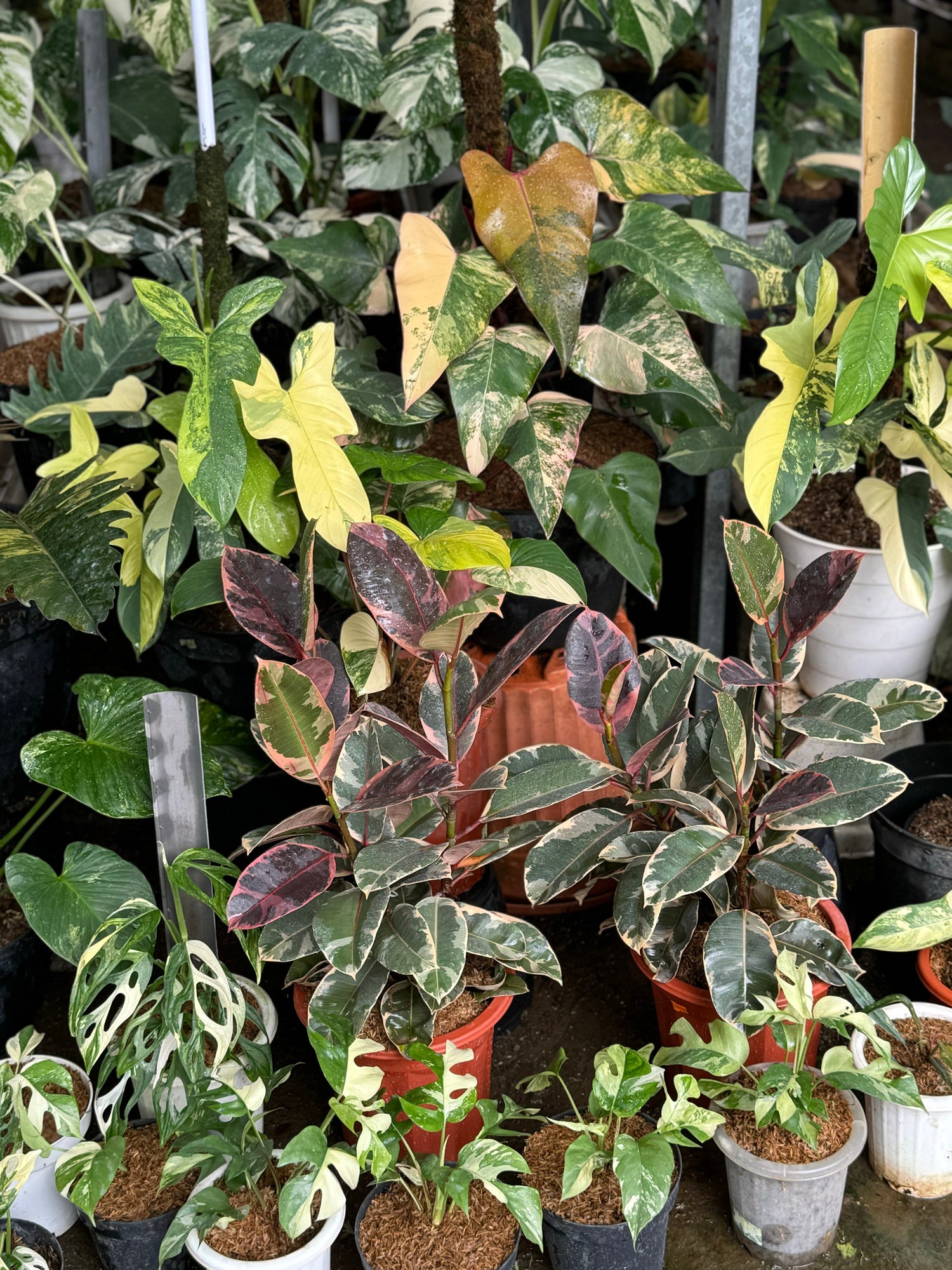 An assortment of plants in various stages of growth, including starter plants, rooted cuttings, hybrid varieties, and wholesale quantities, showcasing a diverse selection of tropical plants in healthy pots, ready for cultivation or bulk orders.