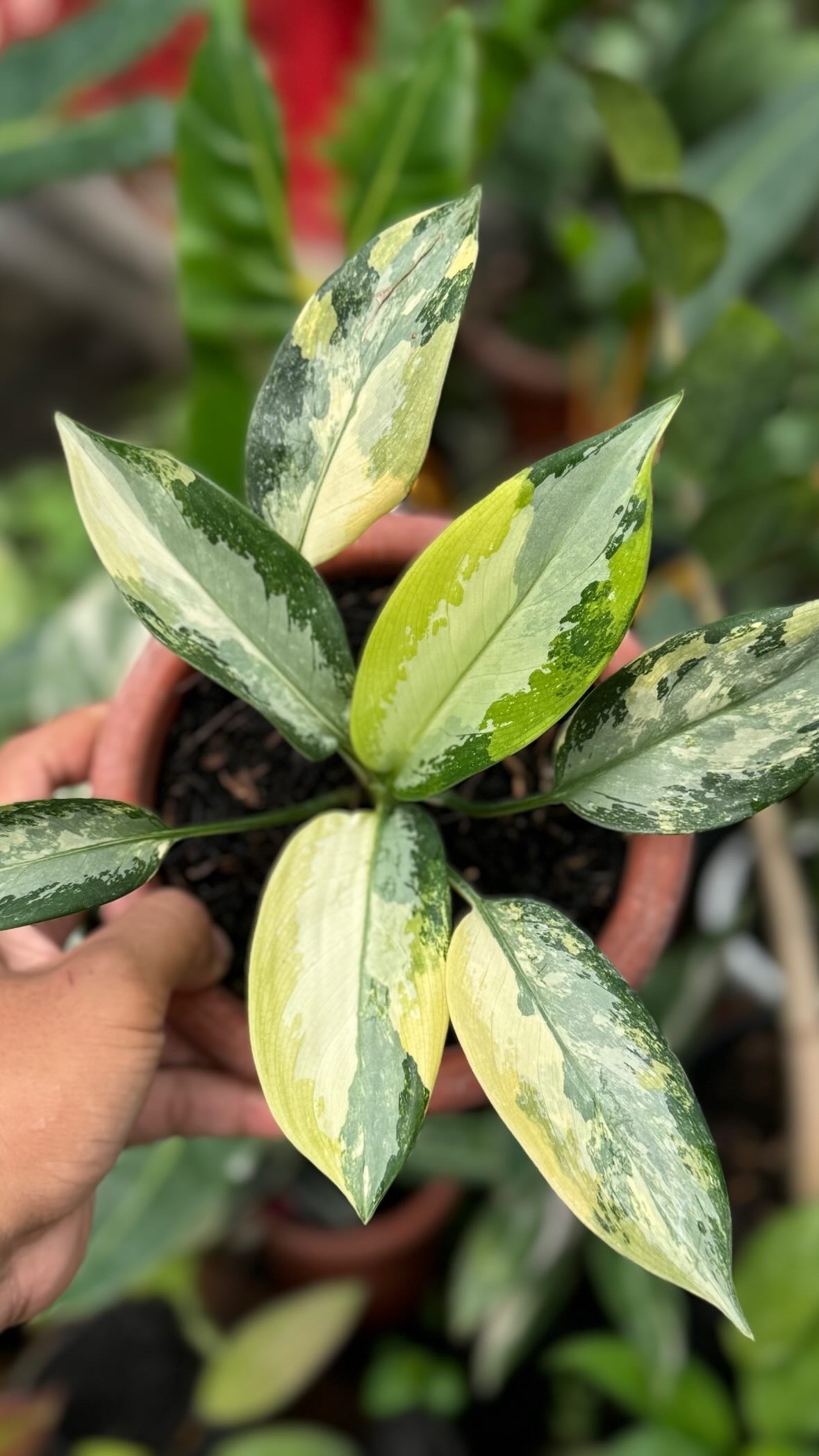 aglaonema variegated