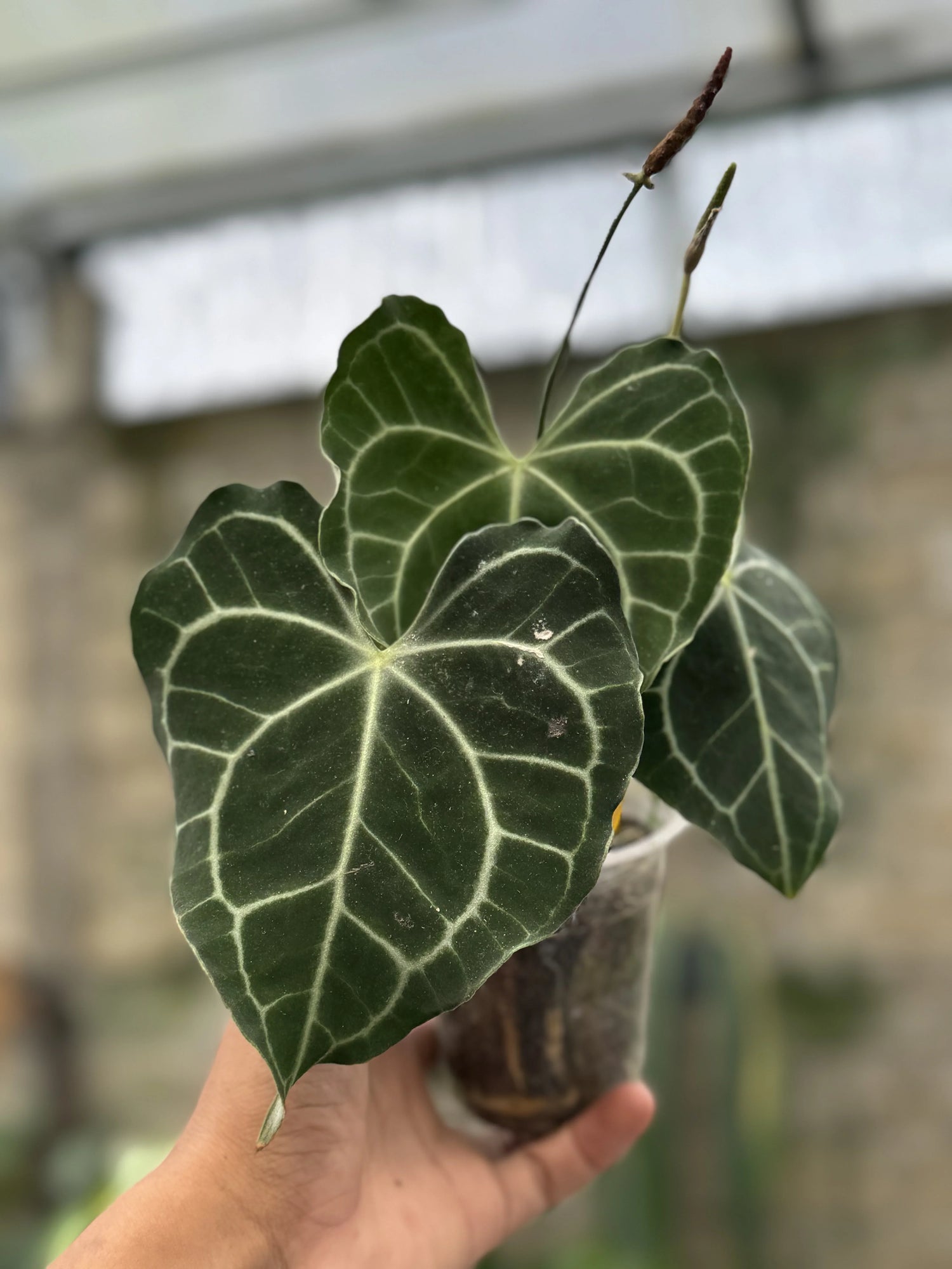 anthurium clarinervium has so many variants. they are one of the many unique tropical houseplants available worldwide.