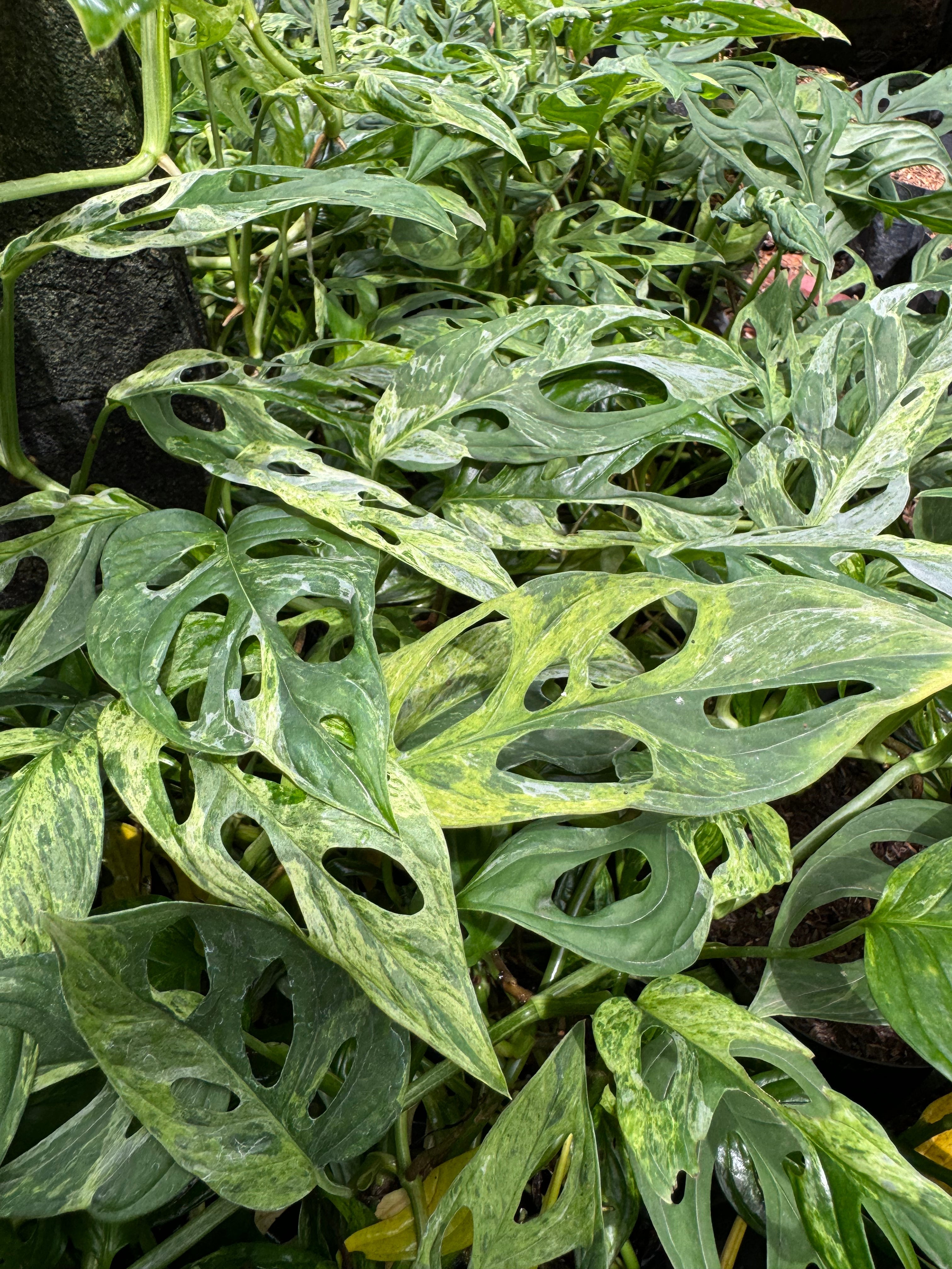 Tropical Houseplant | Exotic Indoor Plants & Care Tips for Every Home