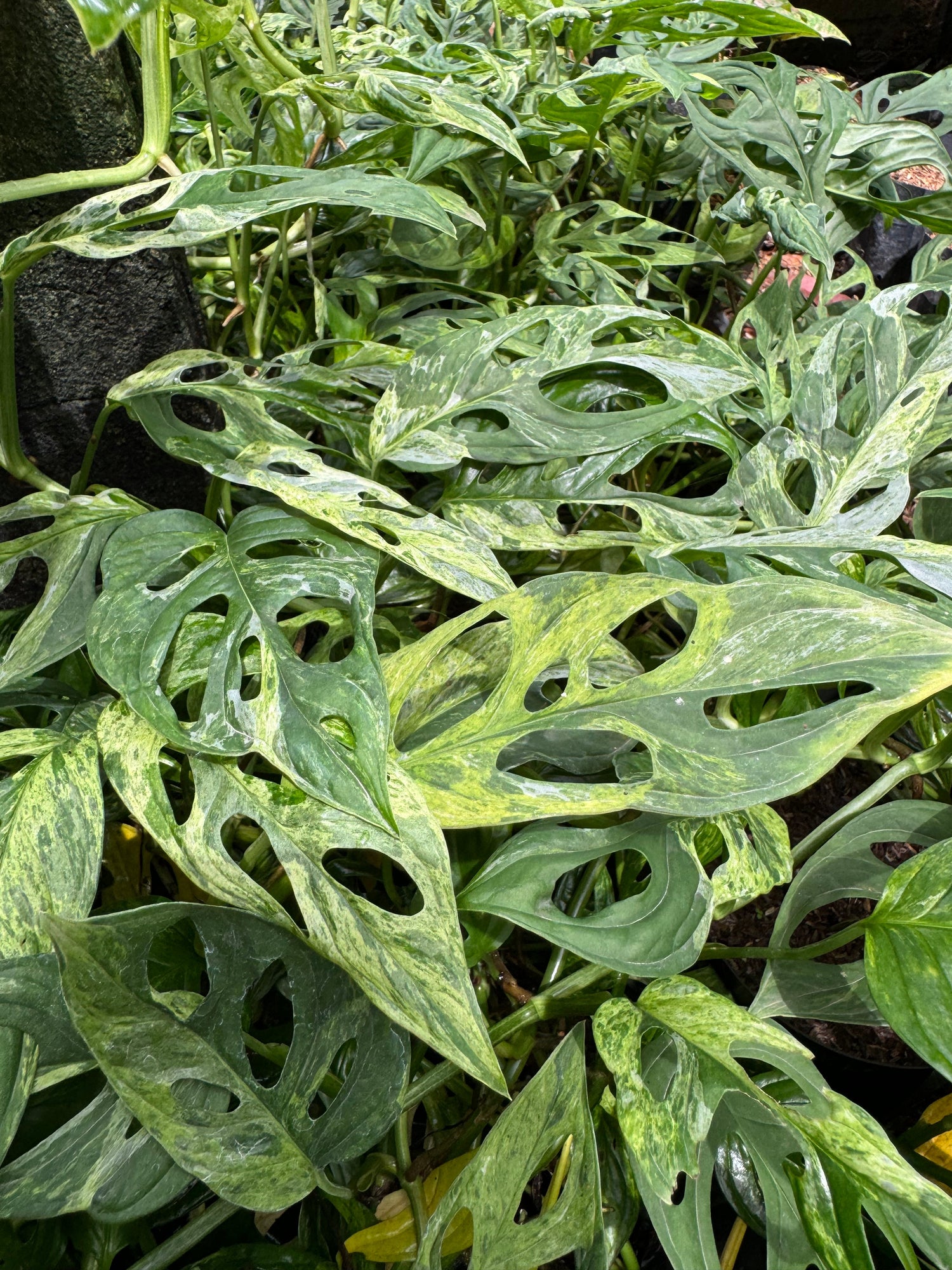 A group of Monstera Adansonii Mint plants with delicate, fenestrated leaves featuring a mix of green and minty white variegation, potted and displayed together in a lush tropical setting.