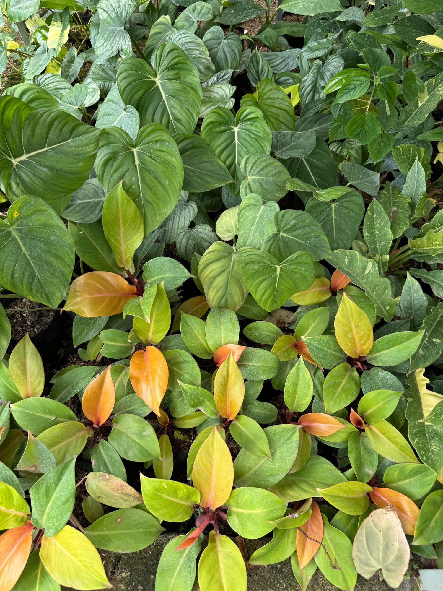 Various Philodendron varieties in a greenhouse, featuring diverse leaf shapes, sizes, and colors, including heart-shaped, elongated, and split leaves, showcasing the tropical beauty and variety of the Philodendron genus.