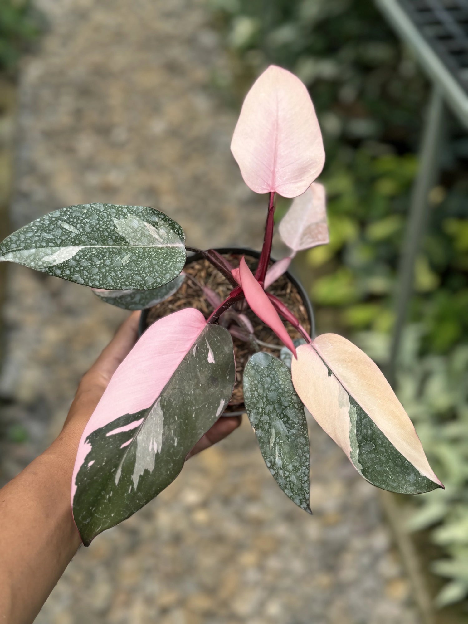 Introducing the exquisite Philodendron Pink Princess Galaxy, a stunning plant that’s a must-have for collectors and plant lovers alike.