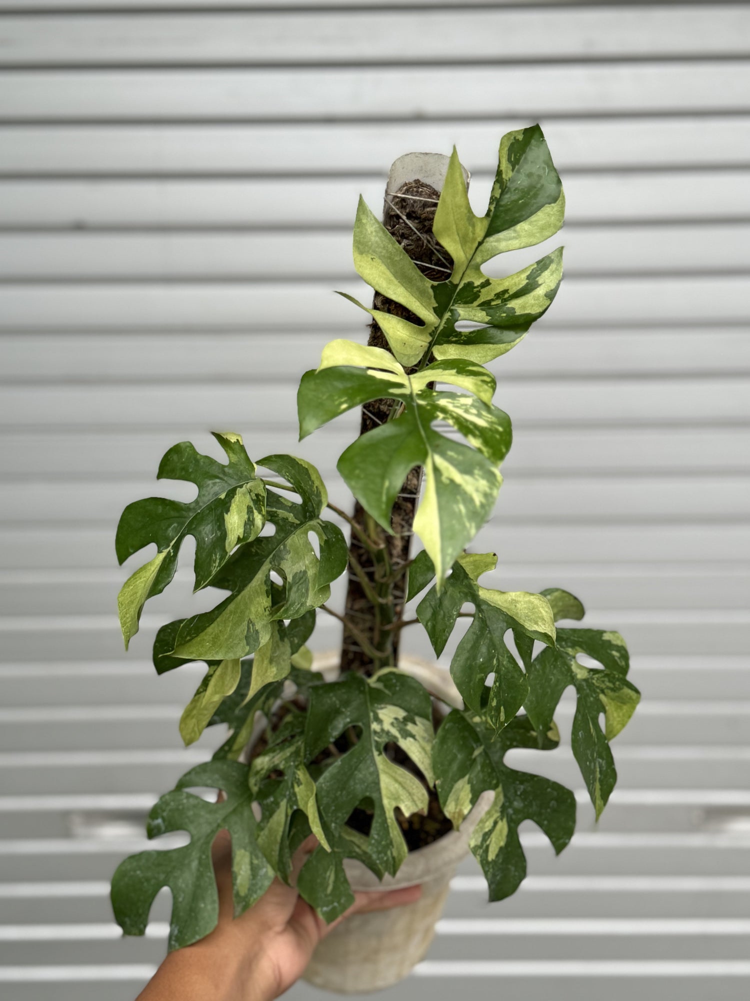 Rhaphidophora tetrasperma variegated, mini monstera variegated, tropical plants market