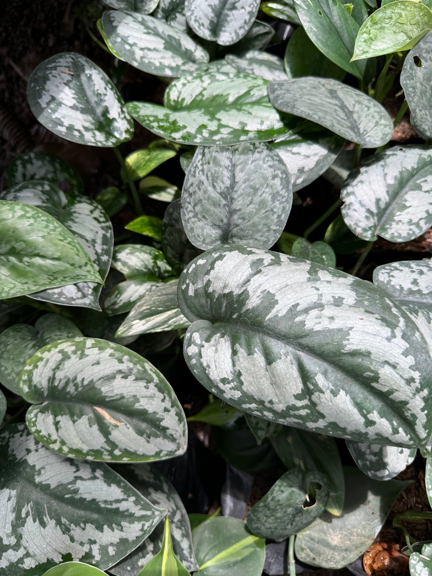 A collection of Scindapsus varieties, featuring a range of striking foliage with silver markings and heart-shaped leaves, showcasing the unique beauty and diversity of this tropical climbing plant.