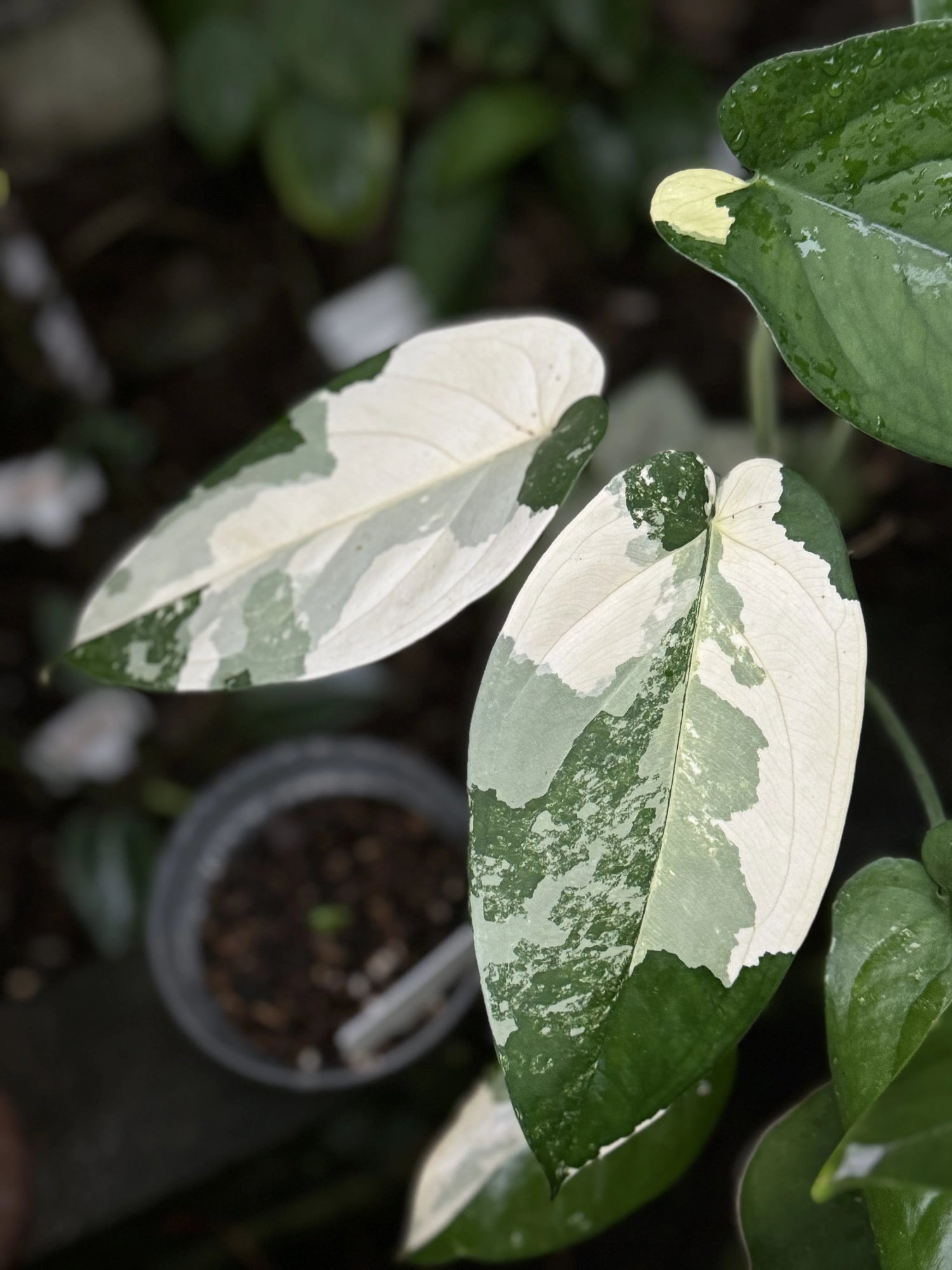 A lush display of full, healthy plants featuring striking green and creamy white variegated leaves, ideal for retailers, landscapers, and collectors seeking high-quality tropical plants. Available in bulk quantities with worldwide shipping.