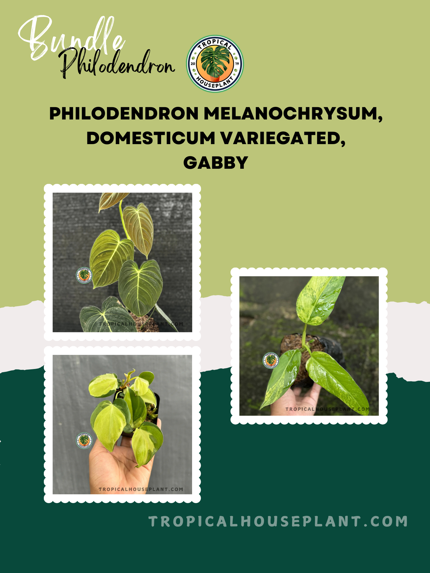 philodendron premium Exclusive Philodendron Bundle