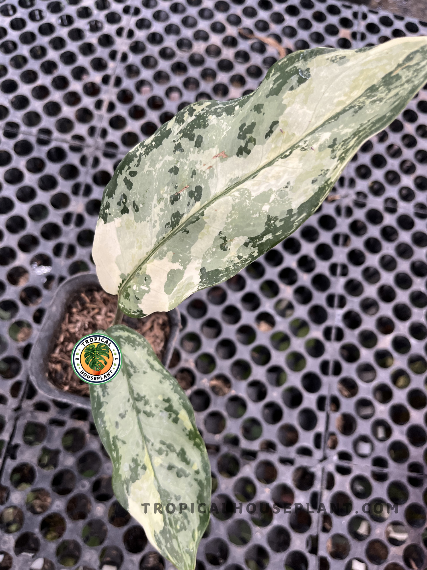 Aglaonema Commutatum Variegated Small with lance-shaped leaves featuring marbled cream, light green, and dark green variegation in a nursery pot.