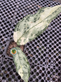 Aglaonema Commutatum Variegated Small with lance-shaped leaves featuring marbled cream, light green, and dark green variegation in a nursery pot.