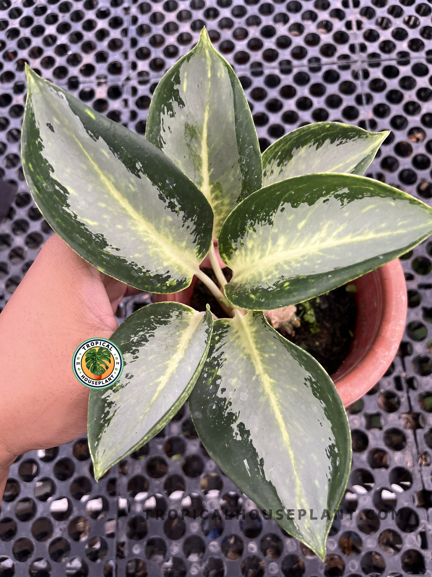 Aglaonema Green Bowl with broad oval leaves featuring creamy green centers, dark green margins, and a compact rosette growth habit in a nursery pot.
