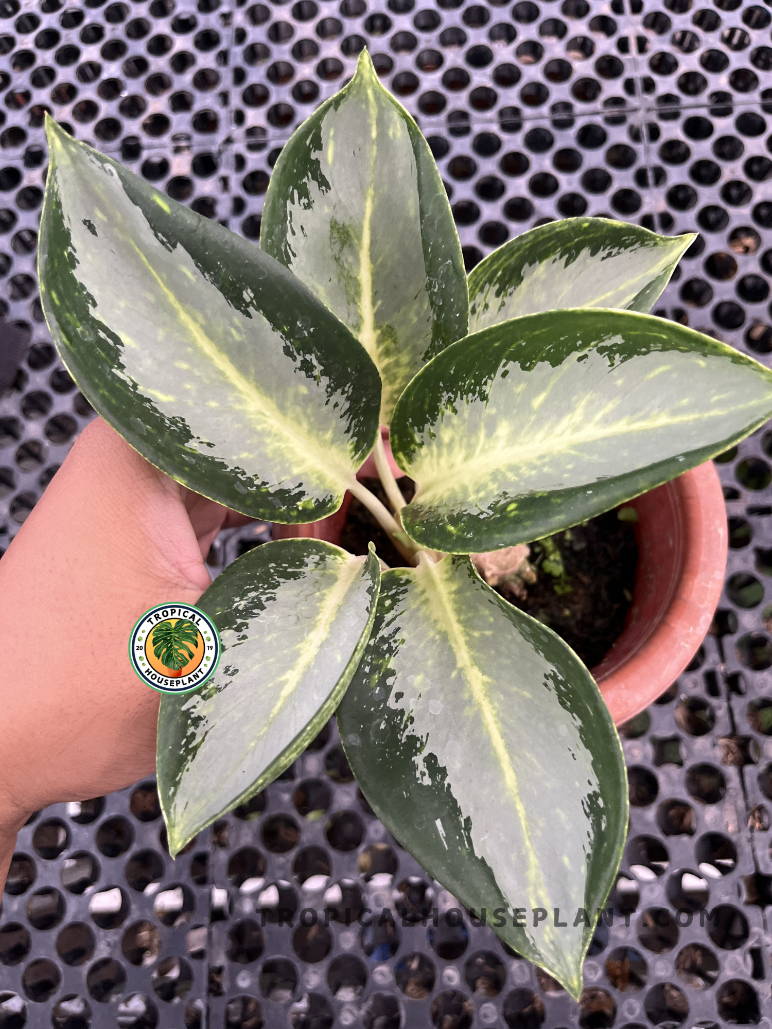 Aglaonema Green Bowl with broad oval leaves featuring creamy green centers, dark green margins, and a compact rosette growth habit in a nursery pot.
