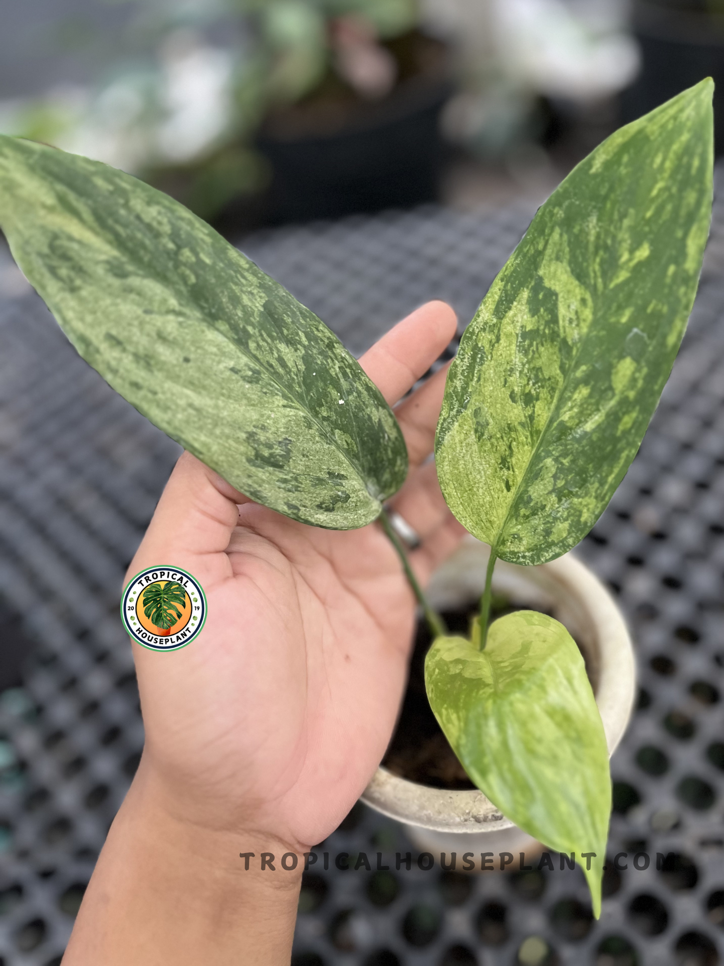 Aglaonema Simplex Variegated with elongated lance-shaped leaves featuring marbled light green and dark green variegation, growing in a nursery pot