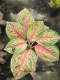 Aglaonema Andini plant with vibrant pink, red, and green variegated leaves in a pot.