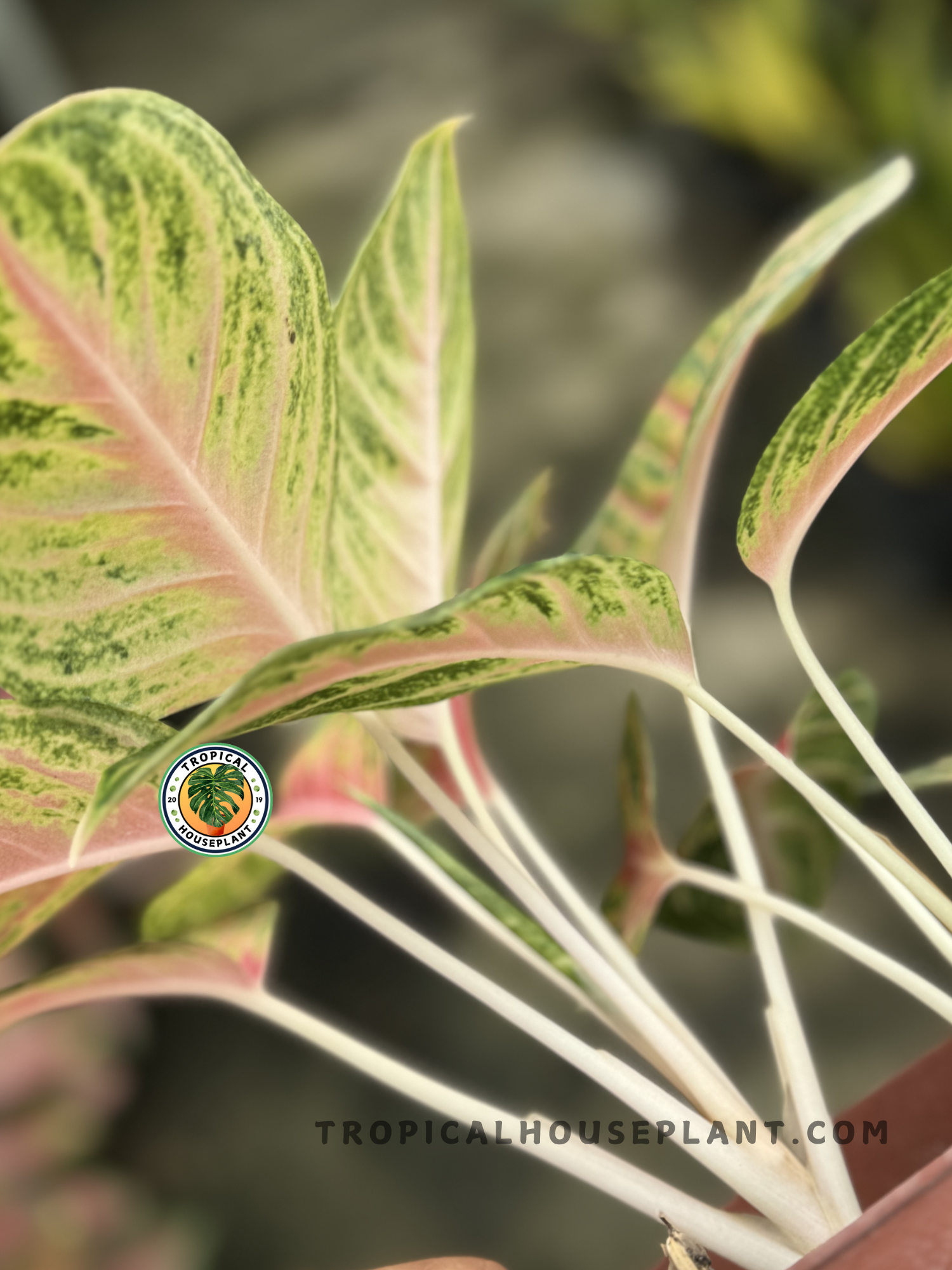aglaonema cordifolium Aglaonema Andini
