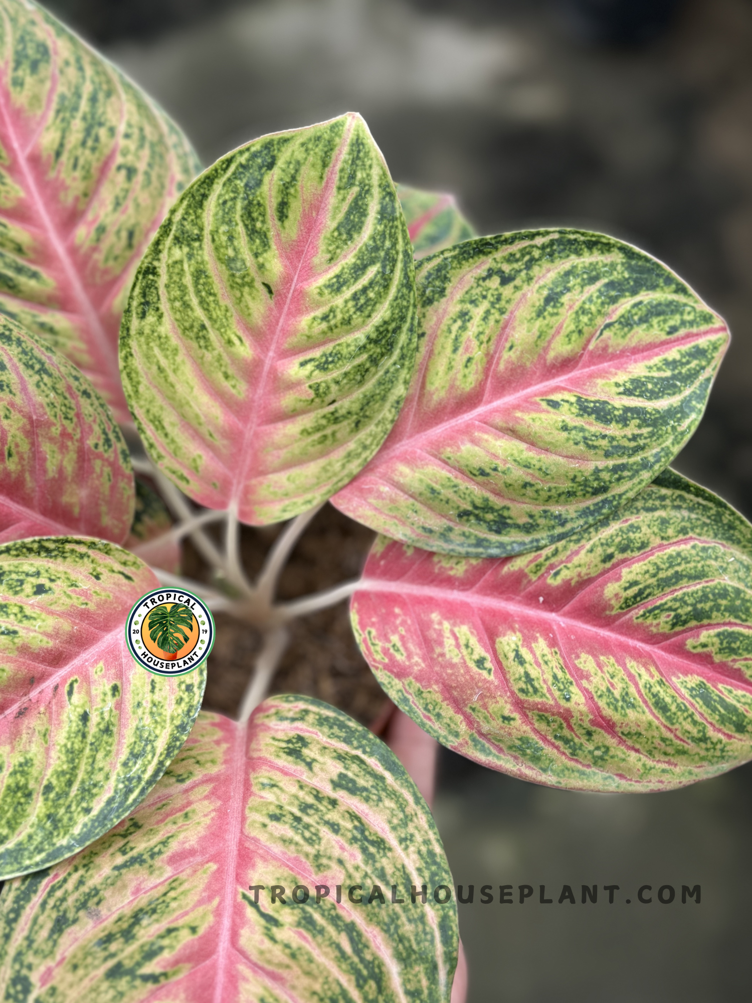 aglaonema carina Aglaonema Andini – Tropical Houseplant