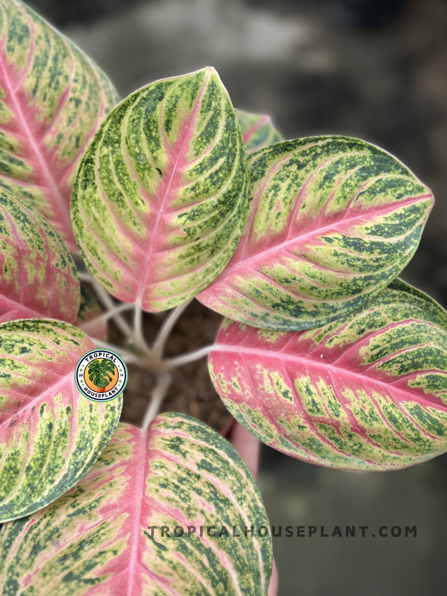 Close-up of Aglaonema Andini foliage, highlighting its colorful leaf patterns.