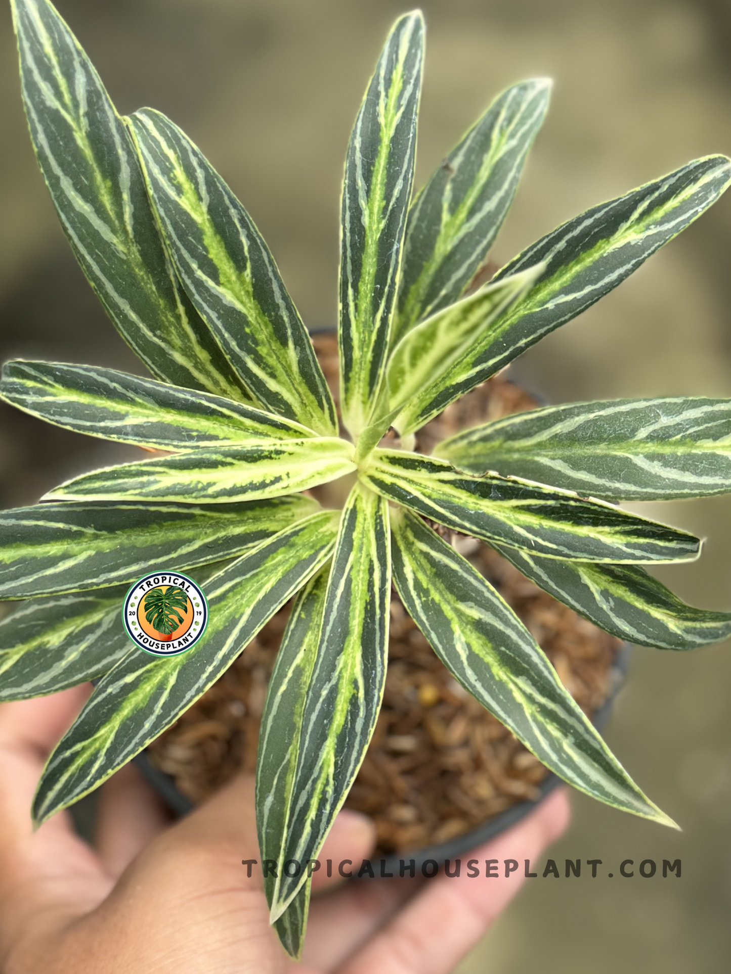 Aglaonema Bamboo plant with slender stems and narrow green leaves