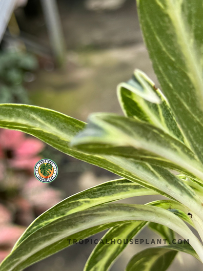 Healthy Aglaonema Bamboo houseplant enhancing a bright and airy indoor space.