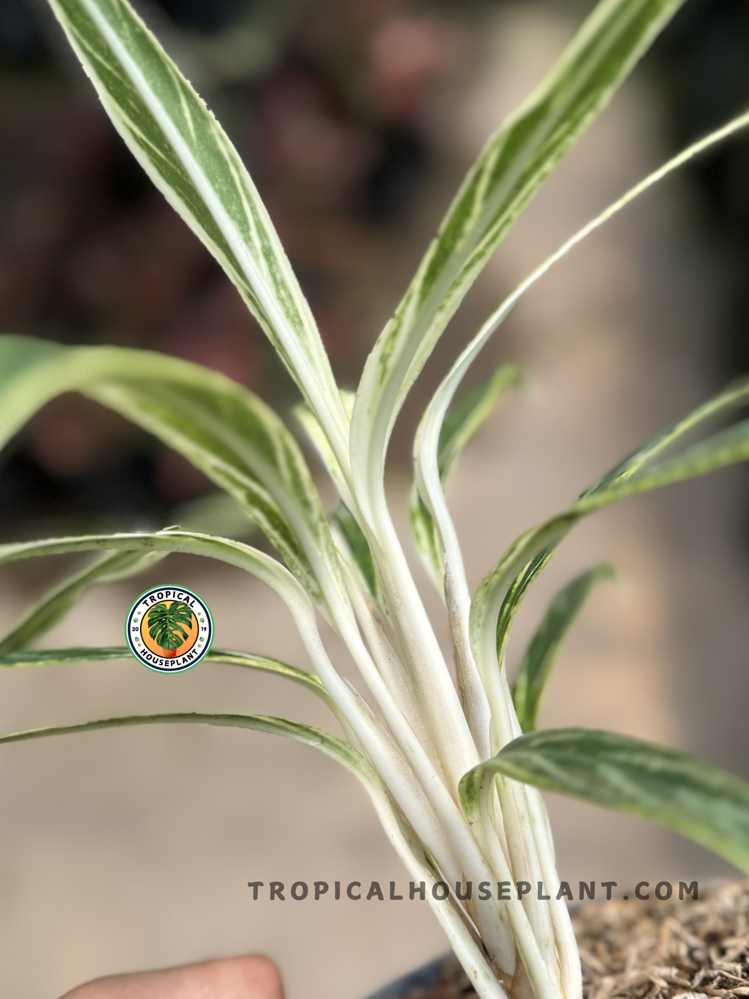 aglaonema bamboo care Aglaonema Bamboo