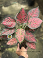 Aglaonema Big Apple plant with large, glossy red and green leaves in a decorative pot.