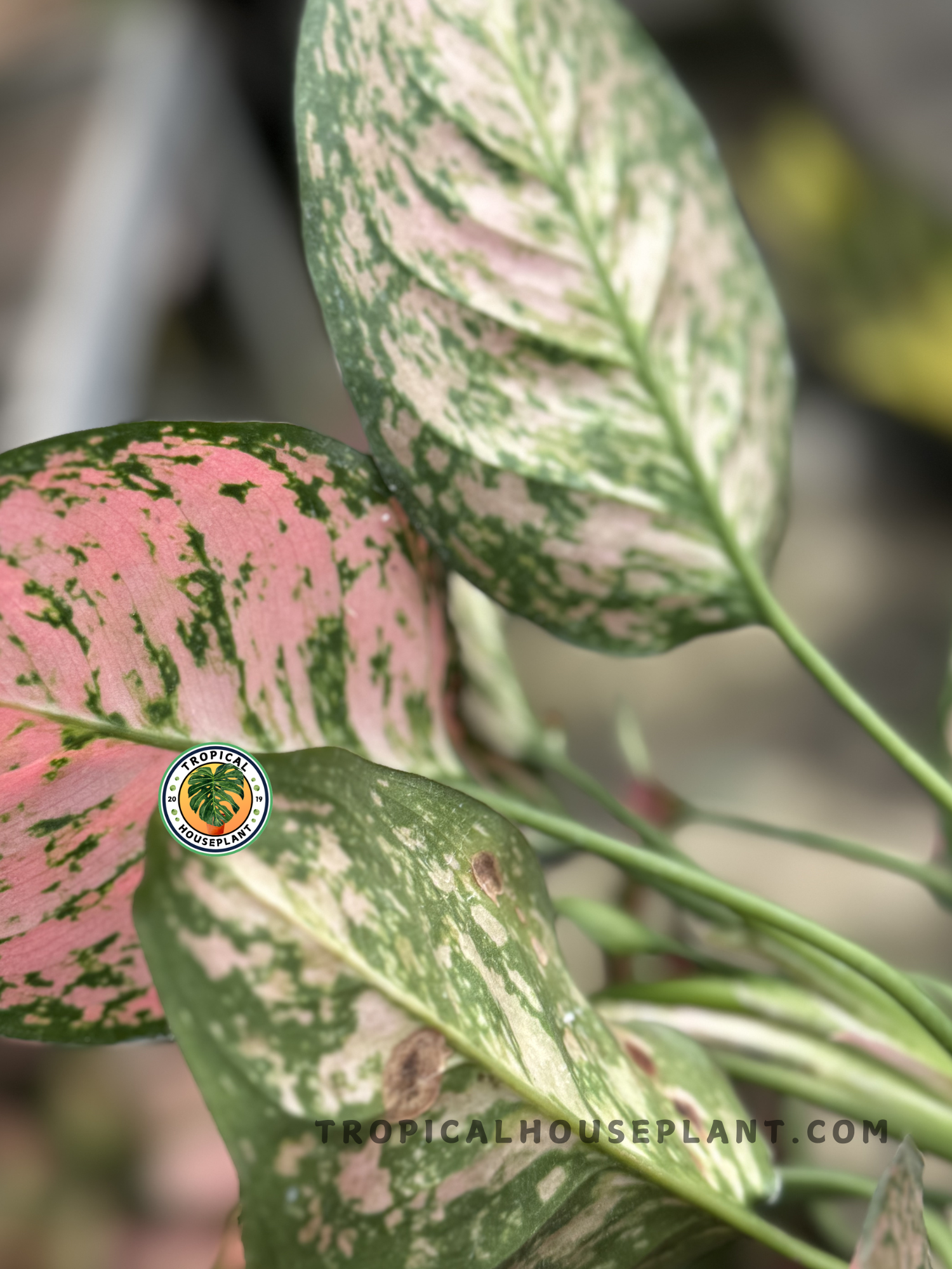 aglaonema big roi Aglaonema Big Apple