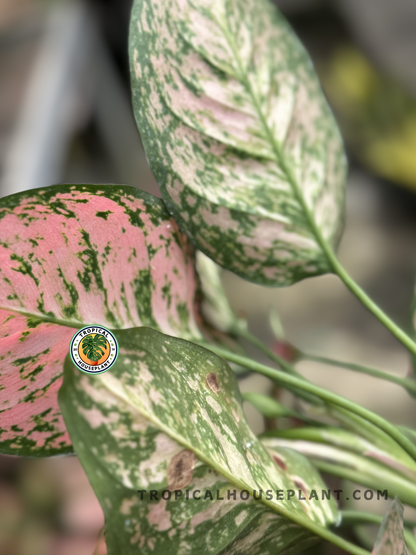 Aglaonema Big Apple plant with bold tropical leaves in shades of red and green.